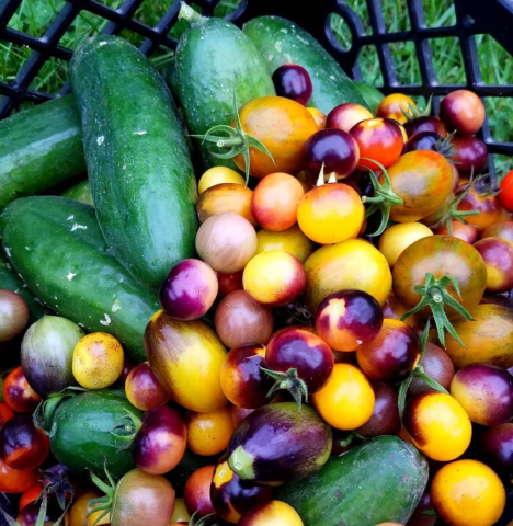 heirloom vegetables grown by Christina